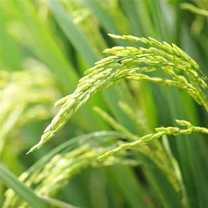 Bolehkah Serbuk Basah digunakan pada tanaman tembakau?